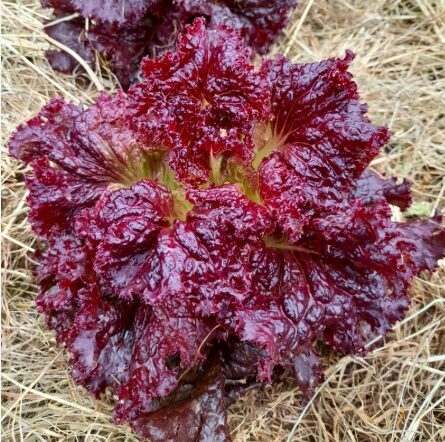 Salāti 'Red Velvet'